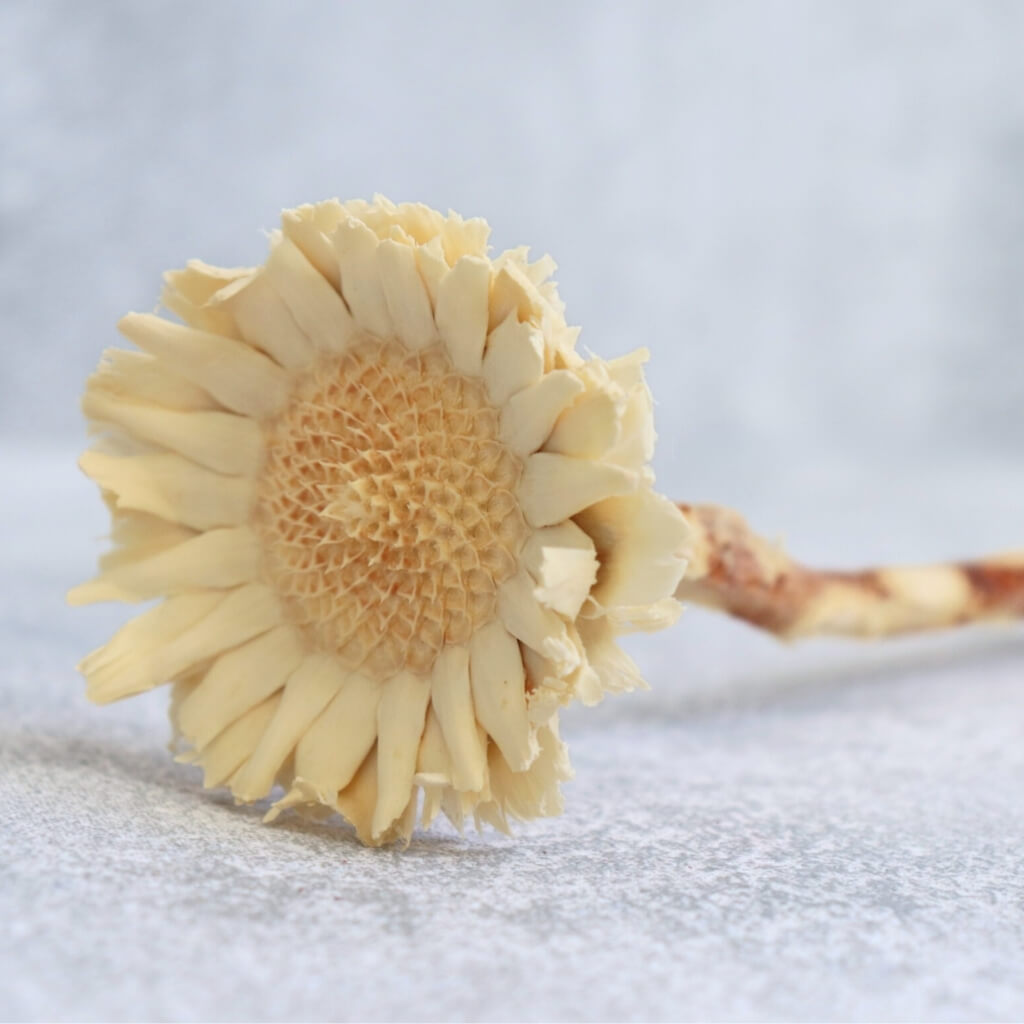 Sušená Protea compacta – bělená, elegantní květ pro sofistikované dekorace